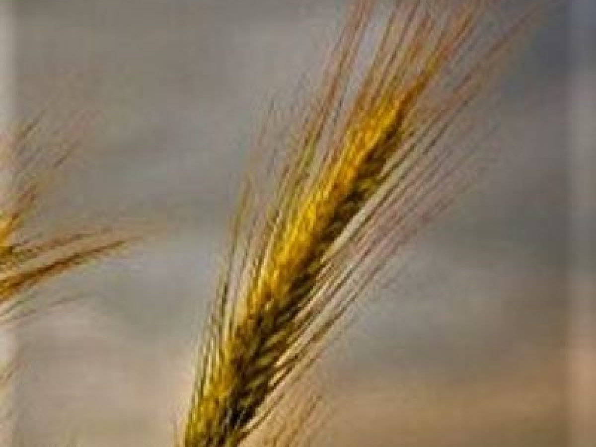 Έκτακτη οικονομική εξόρμηση