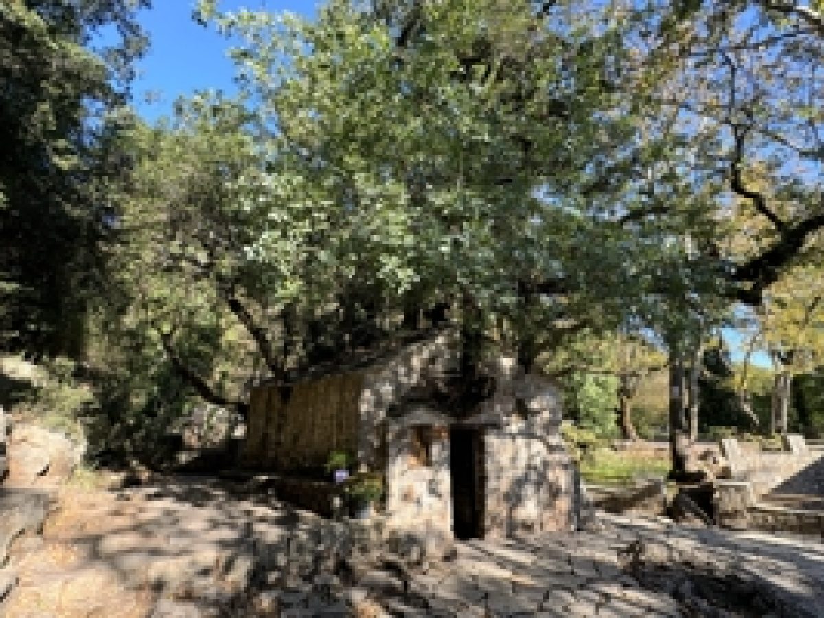 &Eta; &epsilon;&kappa;&kappa;&lambda;&eta;&sigma;ί&alpha; &mu;&epsilon; &tau;&alpha; &delta;έ&nu;&tau;&rho;&alpha; &sigma;&tau;&eta; &sigma;&tau;έ&gamma;&eta;: &Tau;&omicron; &pi;&iota;&omicron; &sigma;&pi;ά&nu;&iota;&omicron; &Theta;&rho;&eta;&sigma;&kappa;&epsilon;&upsilon;&tau;&iota;&kappa;ό &Theta;&alpha;ύ&mu;&alpha; (&beta;ί&nu;&tau;&epsilon;&omicron;)