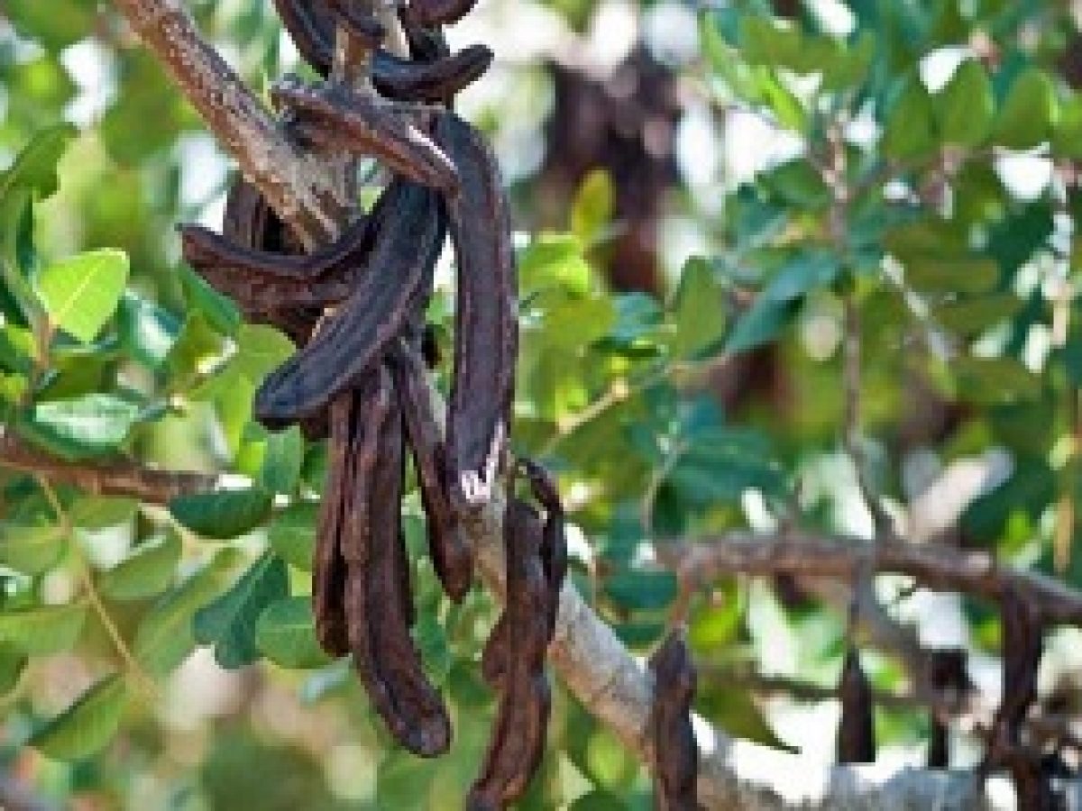 Χαρουπιά: Ένα πολύτιμο και άγνωστο για πολλούς, δέντρο της Ελλάδας